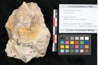Foto (Objekt + Etikett) von Arbutus unedo L. (NHMW-GEO-2024-0188-11348)
